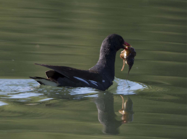 Cosa ha catturato la Gallinella ?